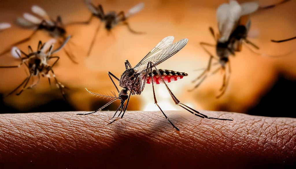 Can You Be Allergic to Mosquitoes Bites